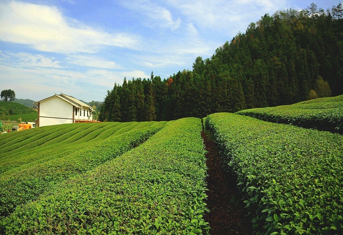 醉美茶山【只见茶山绿，未闻茶飘香】