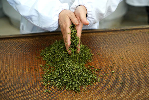 什么是茶叶发酵？