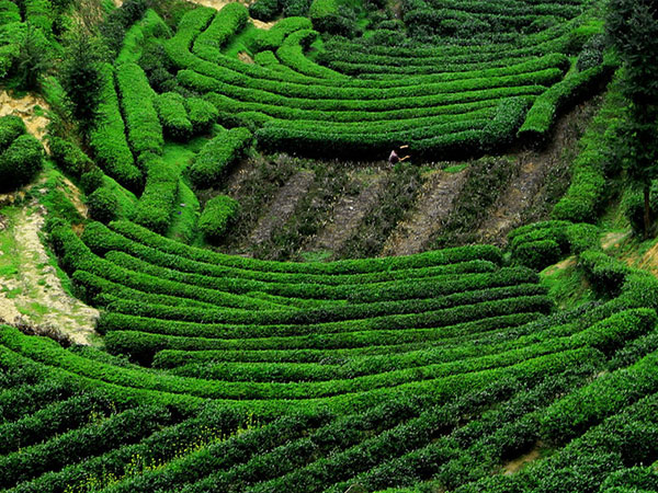 高山茶叶种植基地